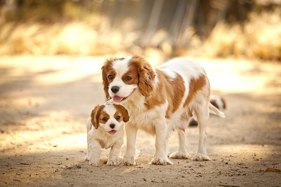 Cavalier King Charles Spaniel Breeders, Australia Perth