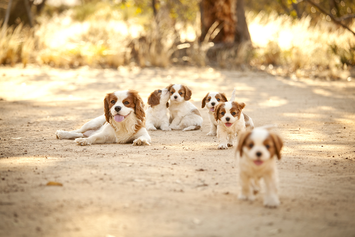 Country Cavaliers- Cavalier puppies for sale in Perth